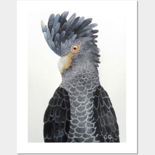 Black Cockatoo - bird art - painting Posters and Art